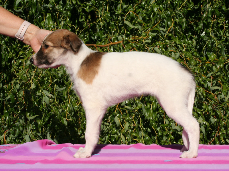 8 weeks - Girl 3 left